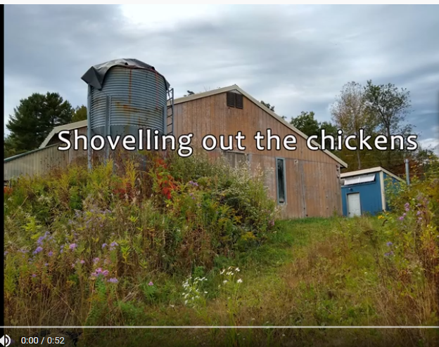 A short visual story set in our chicken barn